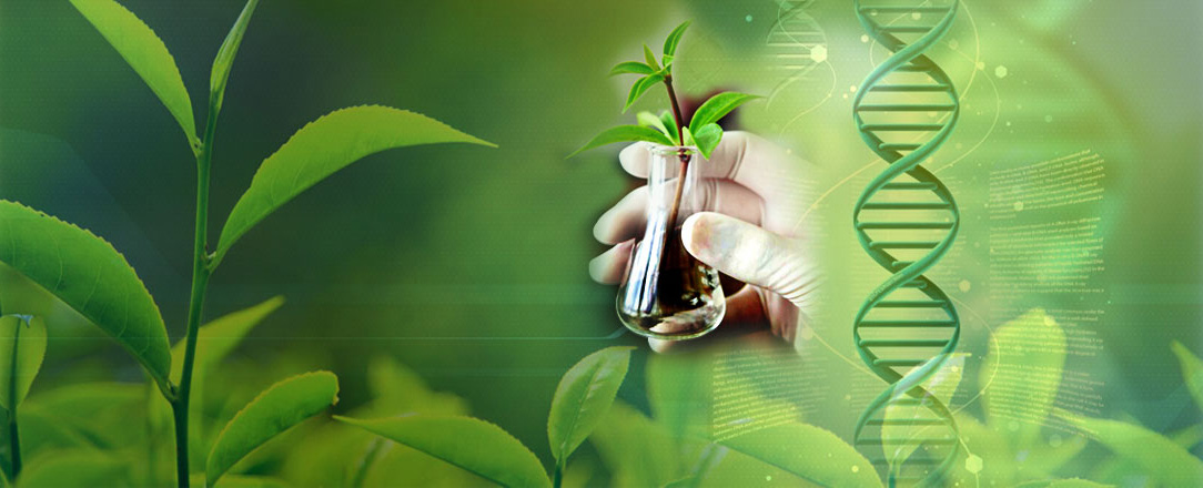 B.Sc (Honours) Botany